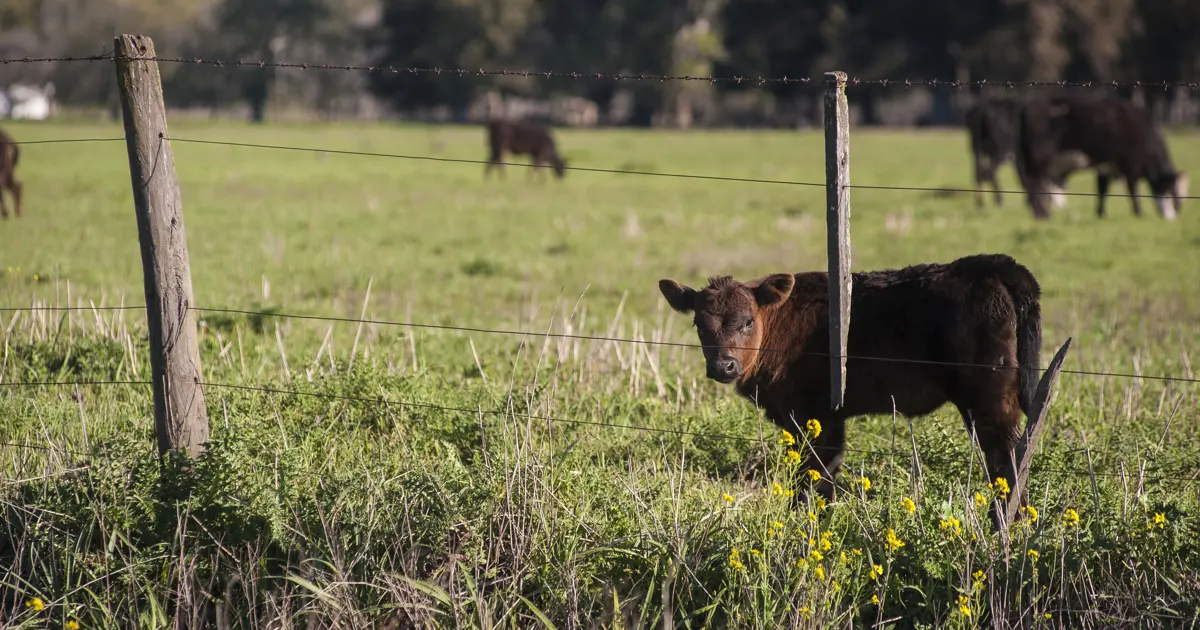 Calf standing behind a farm fence in a green field