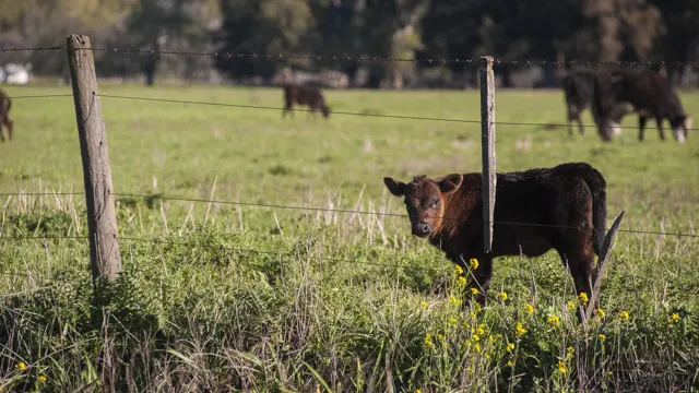 Calf standing behind a farm fence in a green field