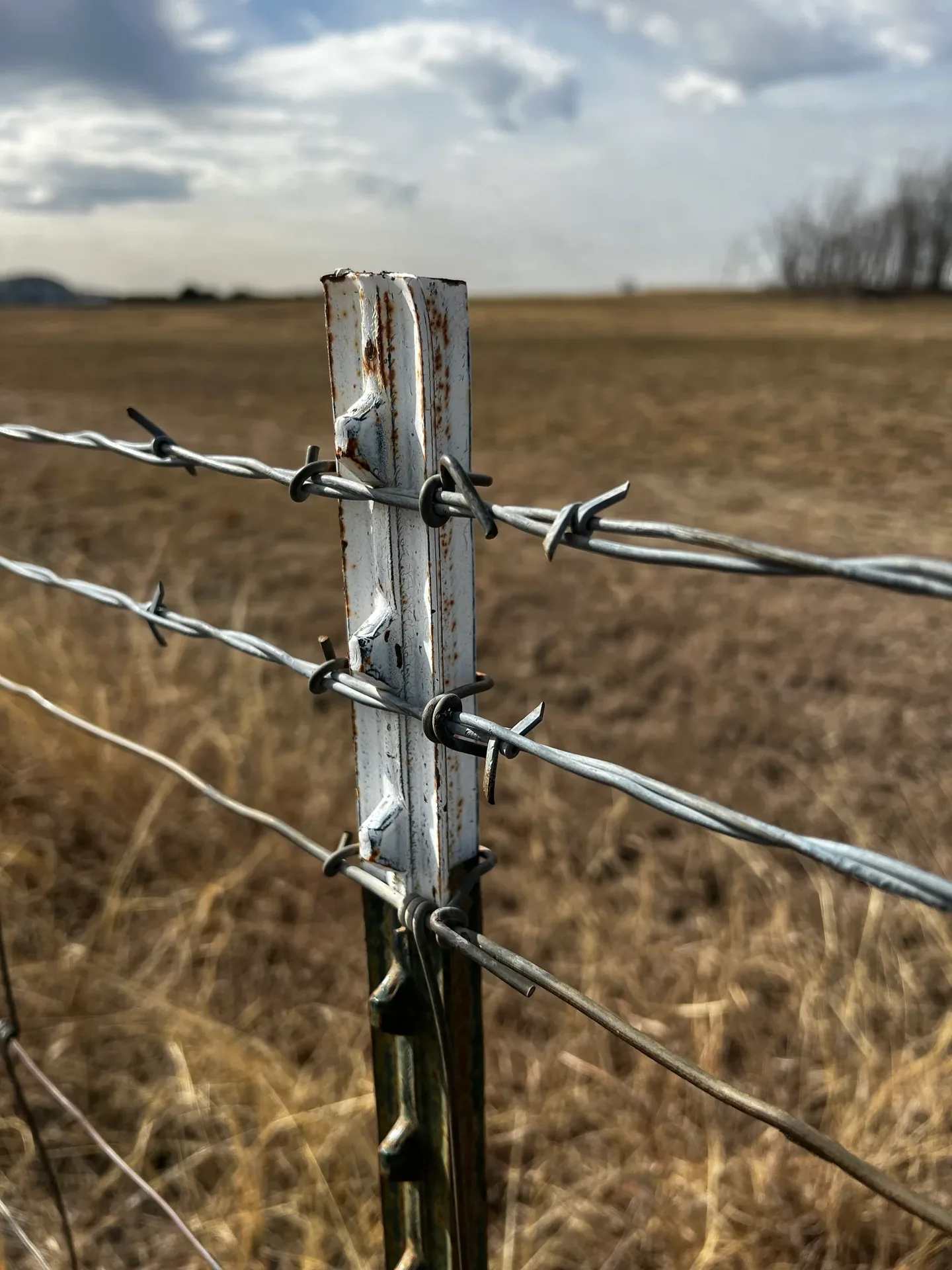 Multiple barbed-wire strands secured to a steel farm-fence post